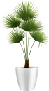 комнатные растения, вазон, пальма, зеленое растение, indoor plants, flowerpot, palm, green plant, zimmerpflanzen, blumentopf, palme, grünpflanze, plantes d'intérieur, pot de fleur, palmier, plante verte, maceta, palmera, piante d'appartamento, vaso di fiori, pianta verde, plantas de interior, vaso de plantas, palma, planta verde, кімнатні рослини, зелена рослина