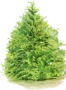 ёлка, ель, сосна, хвойное дерево, хвоя, зеленое растение, дерево, spruce, pine, conifer, needles, green plant, tree, fichte, kiefer, nadelbaum, nadeln, grüne pflanze, baum, épinette, pin, conifère, aiguilles, plante verte, arbre, agujas, árbol, abete rosso, pino, conifera, aghi, pianta verde, albero, abeto, pinho, conífera, agulhas, planta verde, árvore, ялинка, ялина, хвойне дерево, зелена рослина