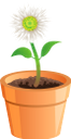 ромашка, вазон, цветок ромашки, флористика, цветы, флора, chamomile, flower pot, floristry, flowers, kamille, blumentopf, daisy flower, floristik, blumen, camomille, pot de fleur, fleur de marguerite, fleuristerie, fleurs, flore, manzanilla, maceta, flor de margarita, floristería, camomilla, fioriera, margherita, floristica, fiori, camomila, vaso de flores, flor da margarida, produtos de floricultura, flores, flora, квітка ромашки, квіти