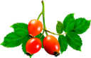 шиповник, ягода шиповника, плоды шиповника, красные ягоды, еда, ягоды, rosehip, rose hip, rose hips, red berries, food, berries, hagebutte, hagebutten, rote beeren, essen, beeren, églantier, baies rouges, nourriture, baies, escaramujo, escaramujos, bayas rojas, bayas, rosa canina, bacche rosse, cibo, bacche, rosa mosqueta, bagas vermelhas, comida, bagas, шипшина, ягода шипшини, плоди шипшини, червоні ягоди, їжа, ягоди