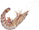 креветка, морской рак, морепродукты, ракообразные, морские креветки, shrimp, sea crab, seafood, crustaceans, sea prawns, garnelen, meer krebs, fisch, muscheln, meer garnelen, les crevettes, le cancer de la mer, fruits de mer, crustacés, crevettes marines, camarones, el cáncer de mar, mariscos, crustáceos, camarones marinos, gamberetti, il cancro del mare, frutti di mare, crostacei, gamberi marini, camarão, cancro do mar, marisco, camarão marinho, морський рак, морепродукти, ракоподібні, морські креветки