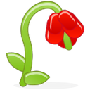withered, flower