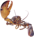 рак, лобстер, морской рак, ракообразные, омар, cancer, sea cancer, crustaceans, lobster, krebs, meer krebs, krebse, hummer, le cancer, le homard, le cancer marine, écrevisses, homard, el cáncer, la langosta, el cáncer marinos, cangrejos, langostas, il cancro, l'aragosta, il cancro marine, gamberi, aragoste, cancro, cancro marinho, lagostim, lagosta, морський рак, ракоподібні