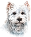 собака, вест-хайленд-уайт-терьер, домашние животные, фауна, dog, pets, hund, haustiere, chien, animaux domestiques, faune, perro, west highland white terrier, mascotas, cane, altopiano bianco west terrier, animali domestici, cão, terrier branco de montanhas ocidentais, animais de estimação, fauna, пес, вест-хайленд-уайт-тер'єр, домашні тварини