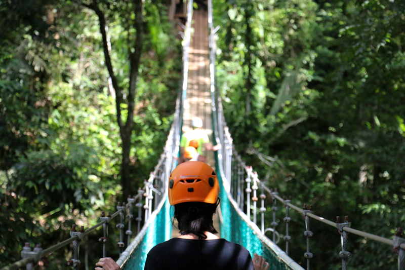 bridge accross forest