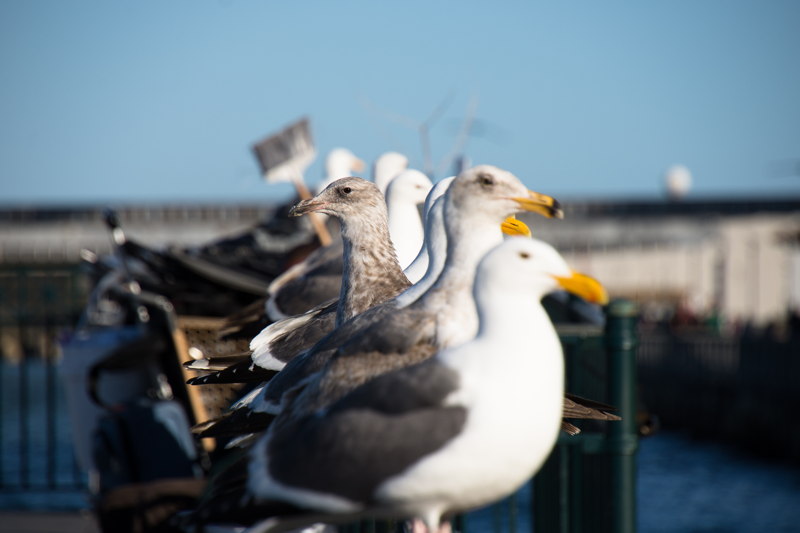 different birds