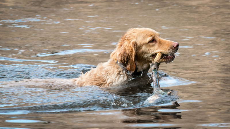 retrieve-meaning-in-hindi-retrieve-multibhashi