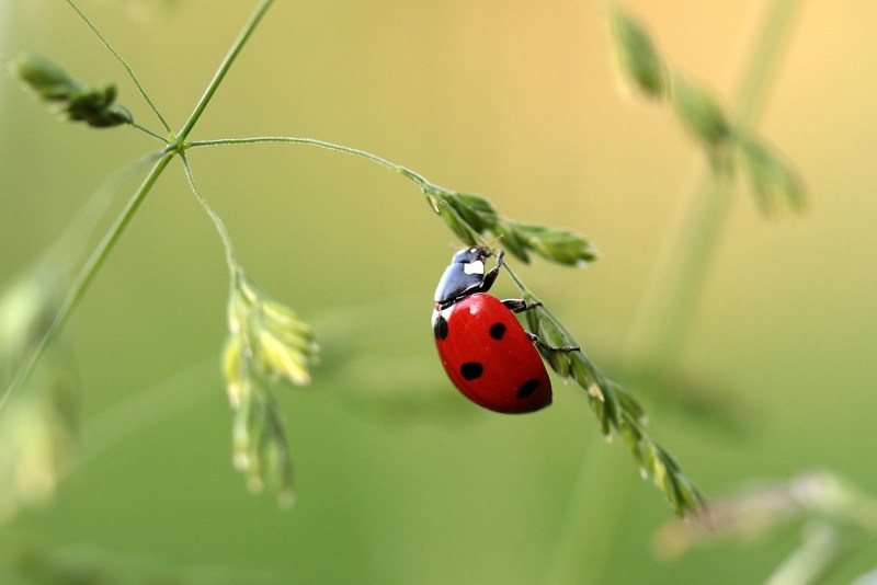 Fly Meaning In English Multibhashi