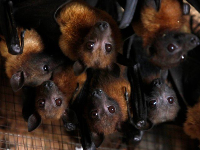nipah 1 nipah virus