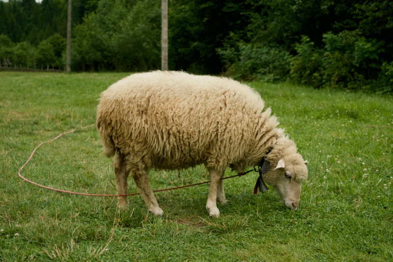 View Plural Of Sheep In English PNG