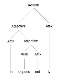 morphology morphology