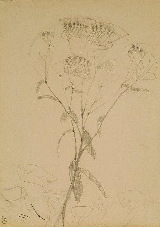 Image for Drawing of a Plant