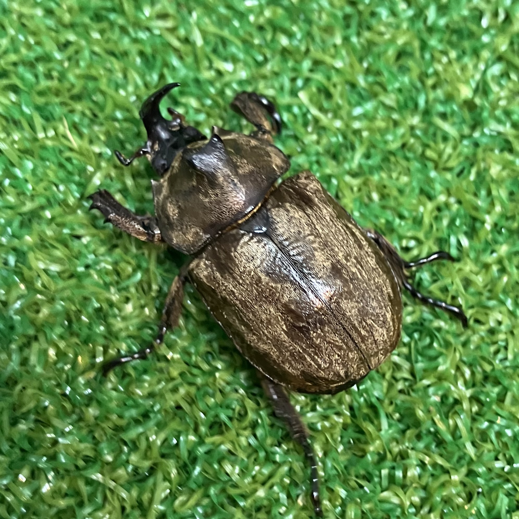 サビイロカブト