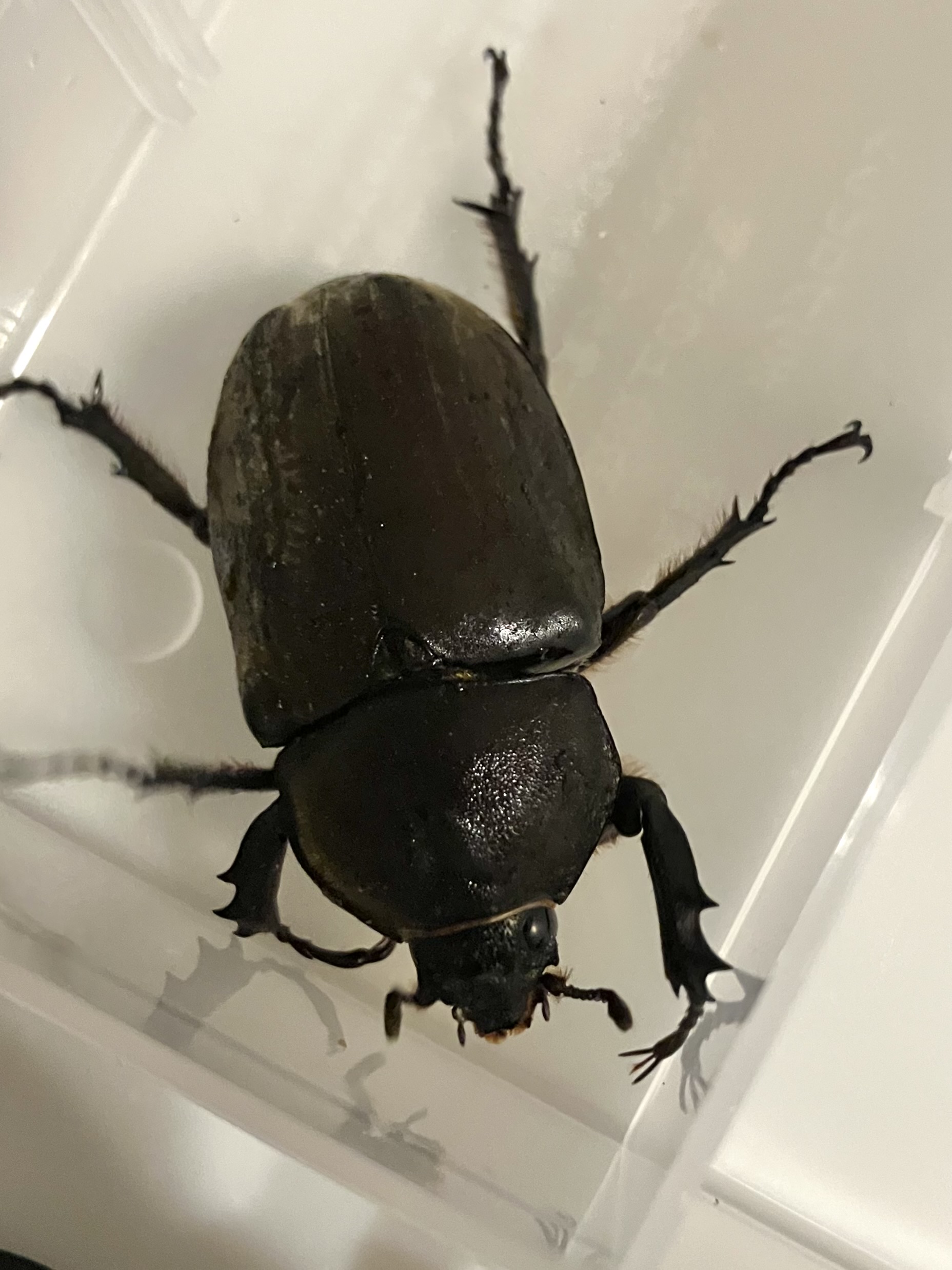 ヤマトカブトムシ