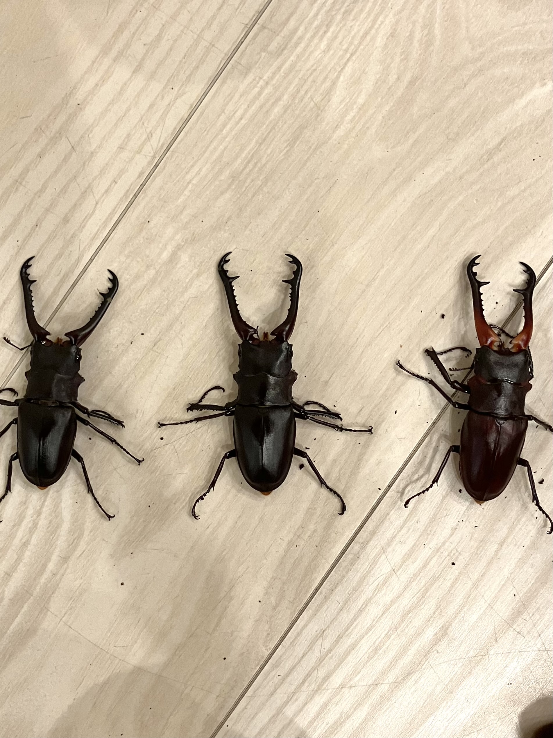 ギラファノコギリクワガタ