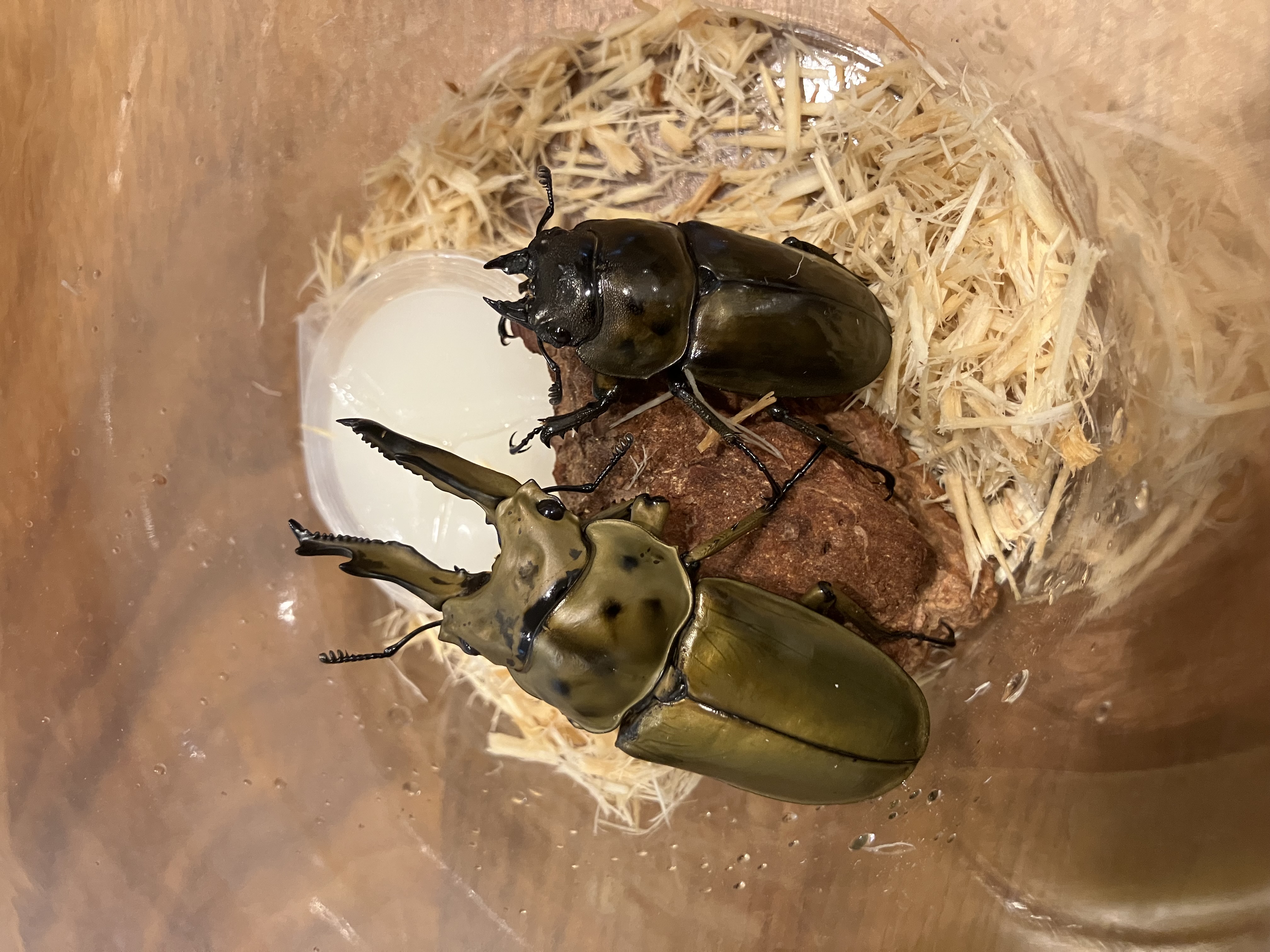 ババオウゴンオニクワガタ
