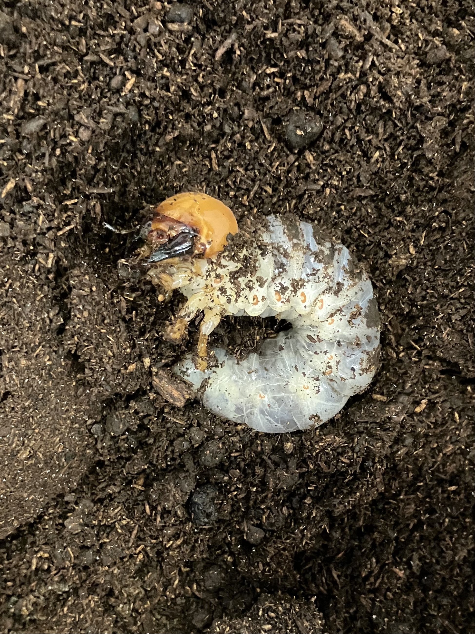 マンディブラリスフタマタクワガタ