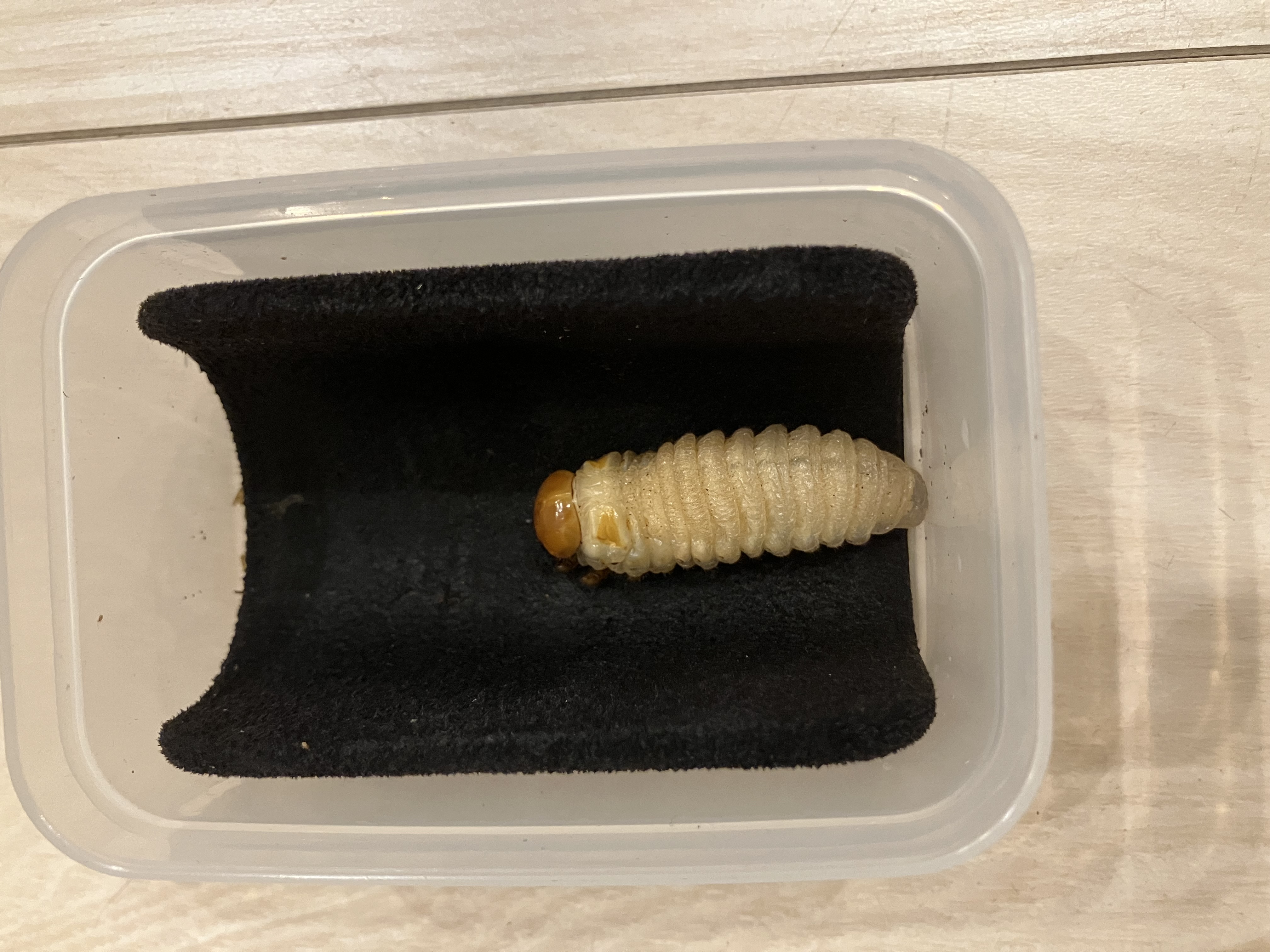 ニジイロクワガタ・ピカール