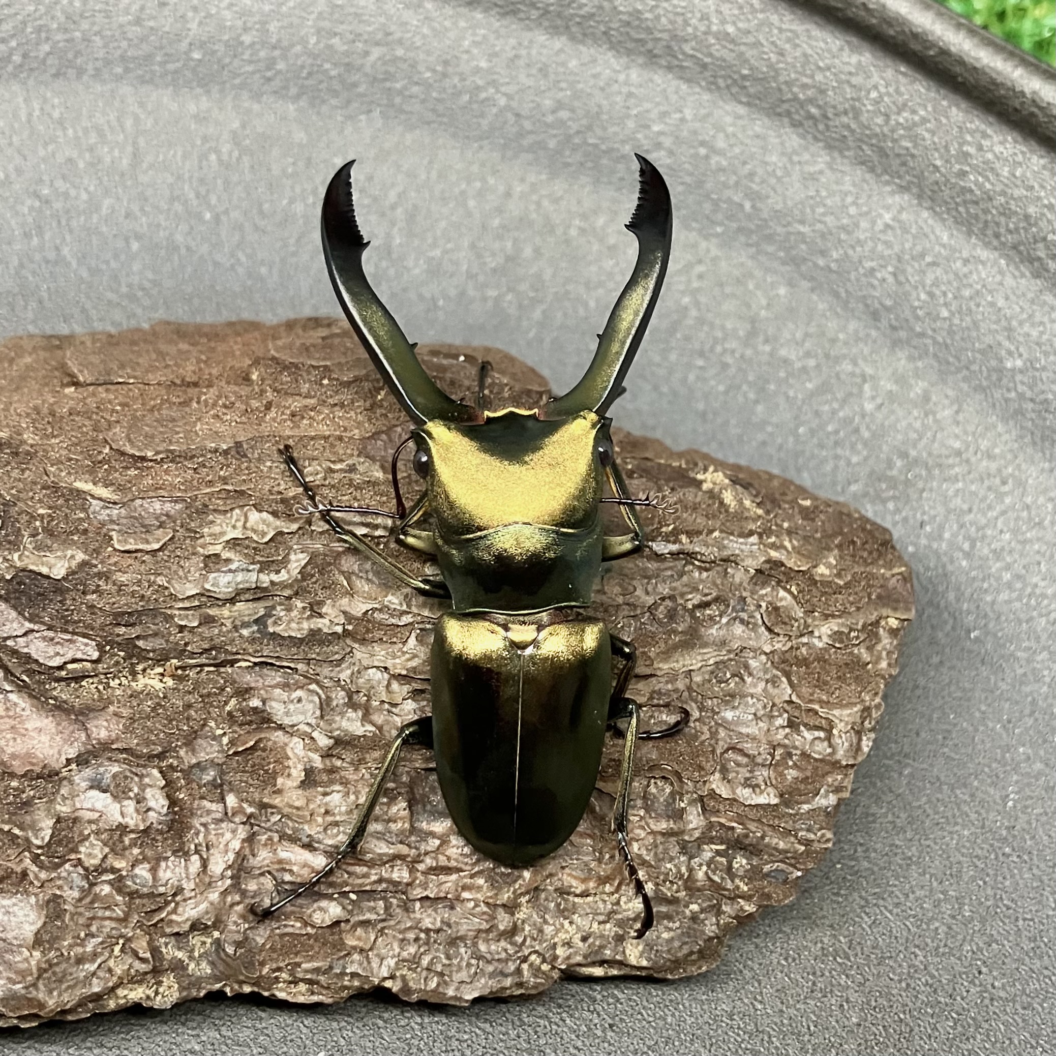 メタリフェルホソアカクワガタ