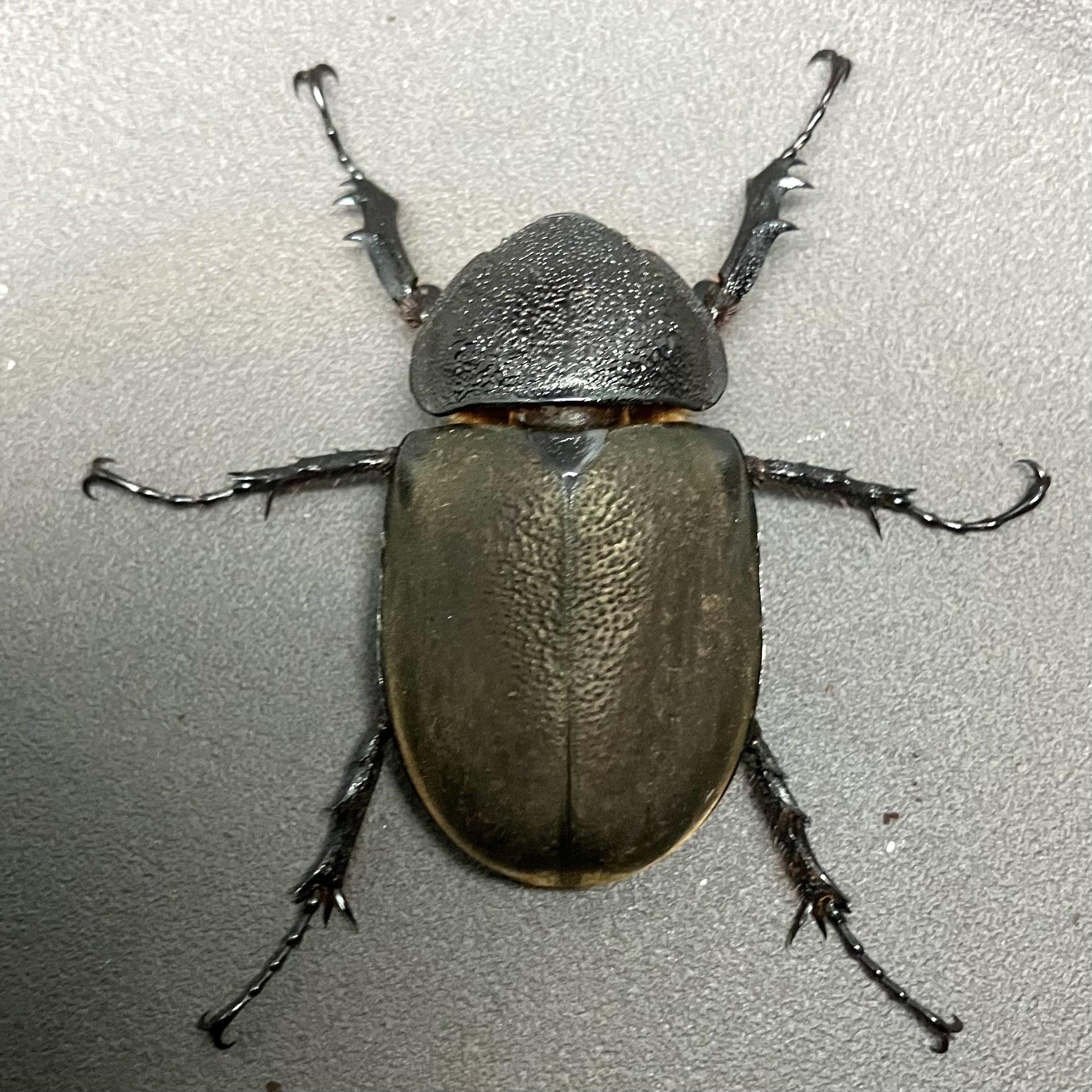 ミンダナオアトラスオオカブト