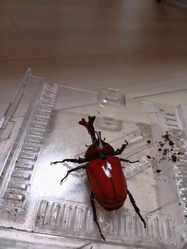カブトムシ