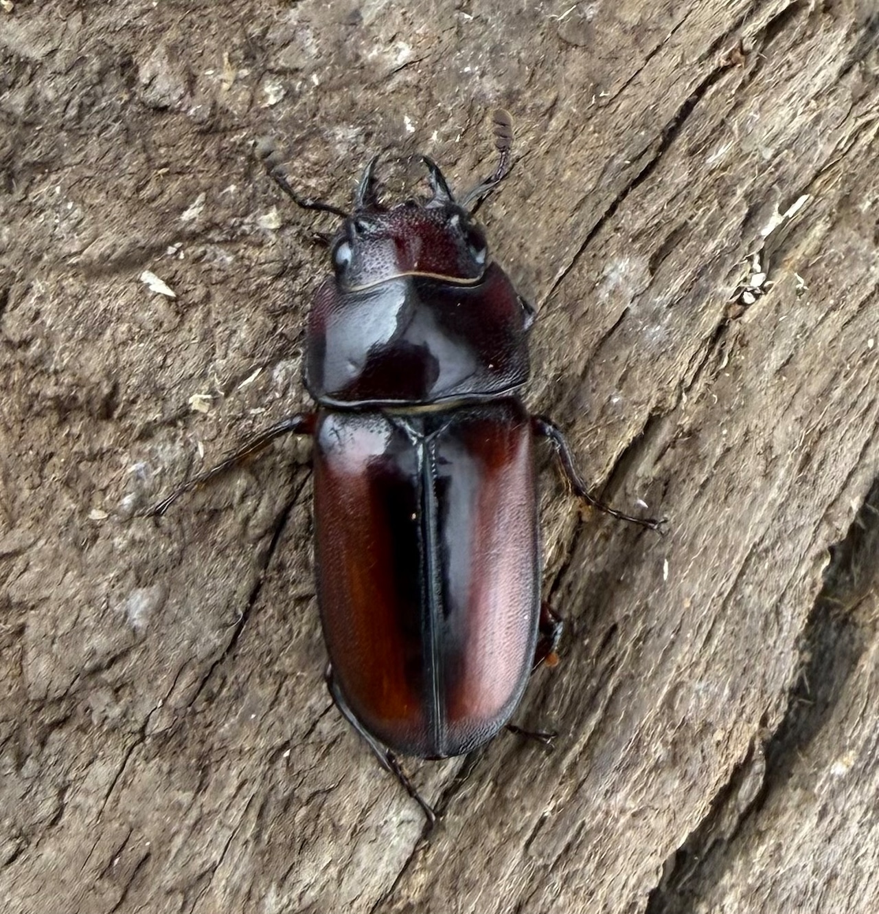 プセウダキスコクワガタ（プセウダクシスコクワガタ）