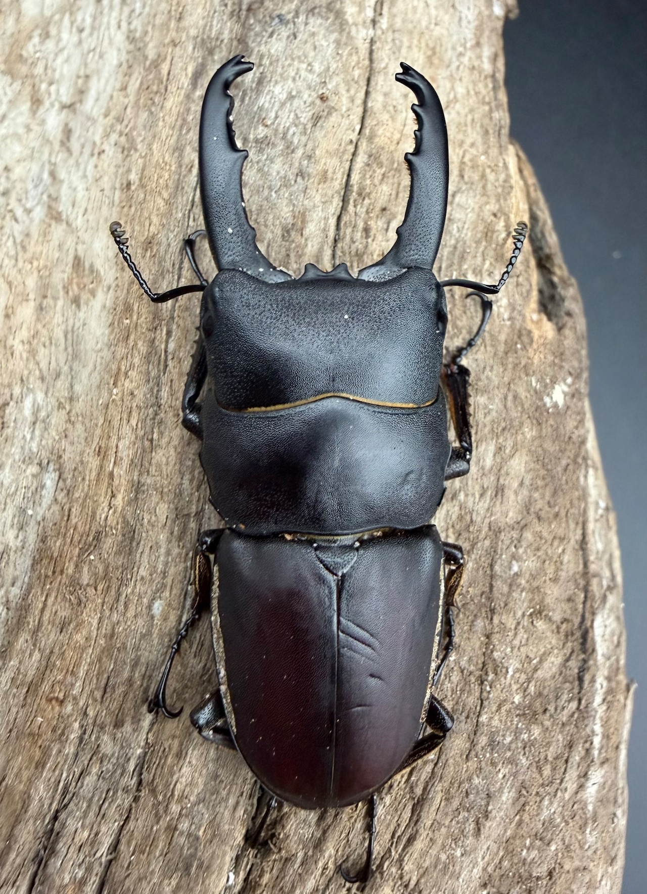 タウルスヒラタクワガタ原名亜種