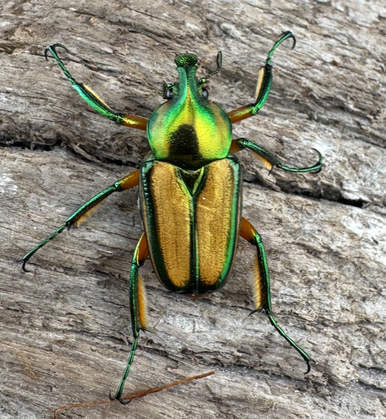 ホウデンヒメカブトハナムグリ（ホーデンヒメカブトハナムグリ）