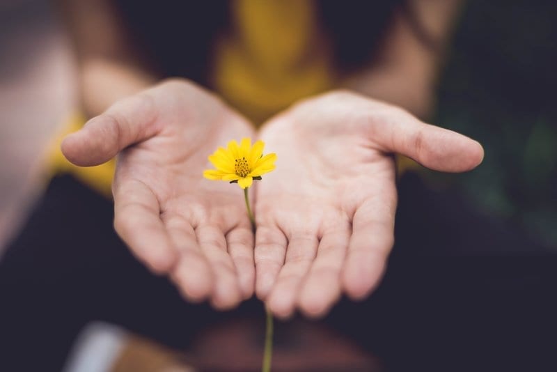 Hands holding yellow flower