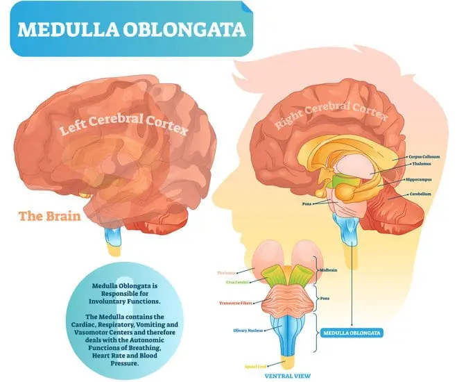 Prime Video: Medulla Oblongata