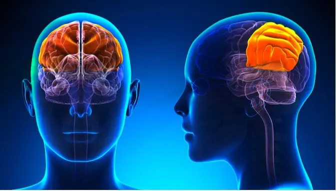 main function of the parietal lobe