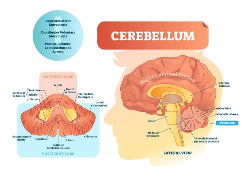 cerebellum important functions