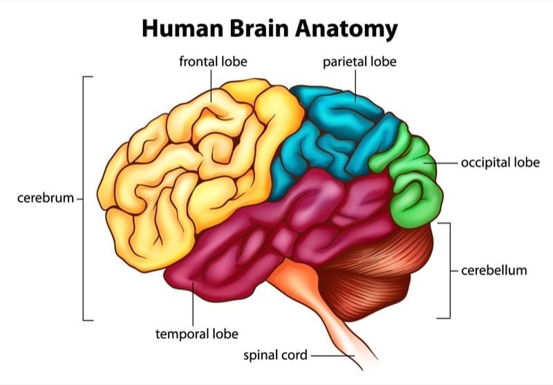 Cerebrum Function What Are The Roles Of The Main Brain Regions