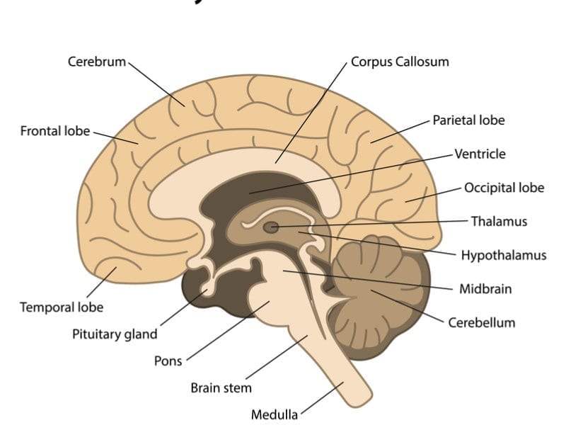 main_regions_brain