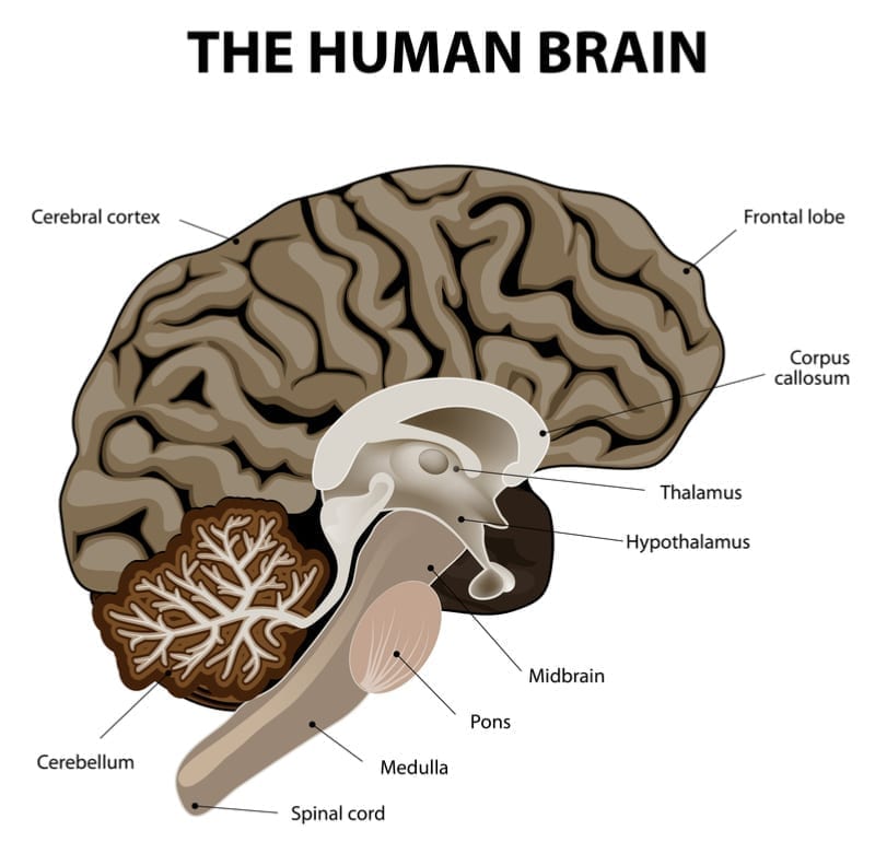 spinal cord medulla oblongata