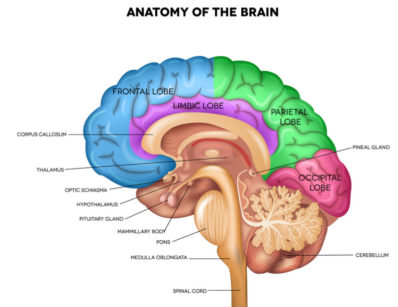 regions of brain