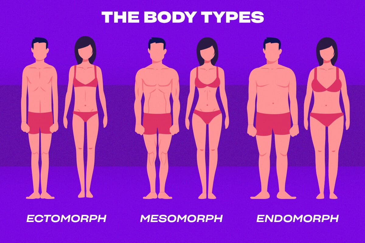 The different body types including the mesomorph body type female