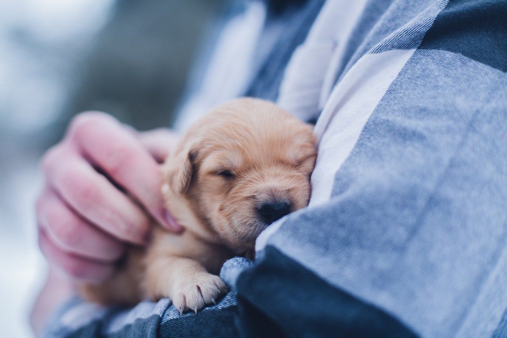 Cuddling with a puppy