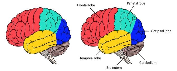 sensory cortex