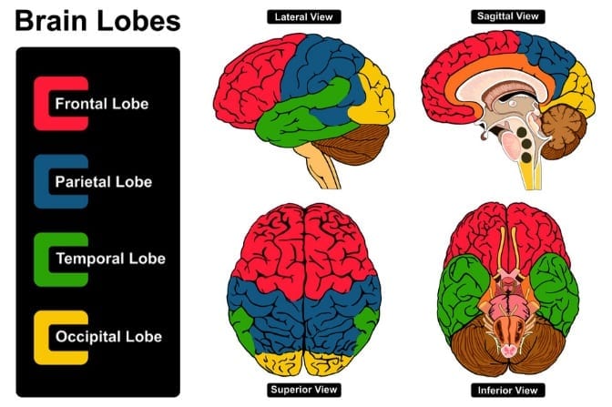 4 lobes of the brain and their functions