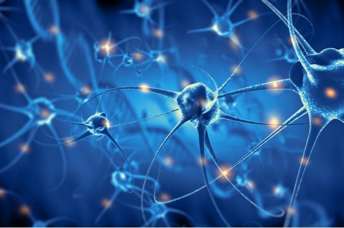 Neurogenesis of the brain