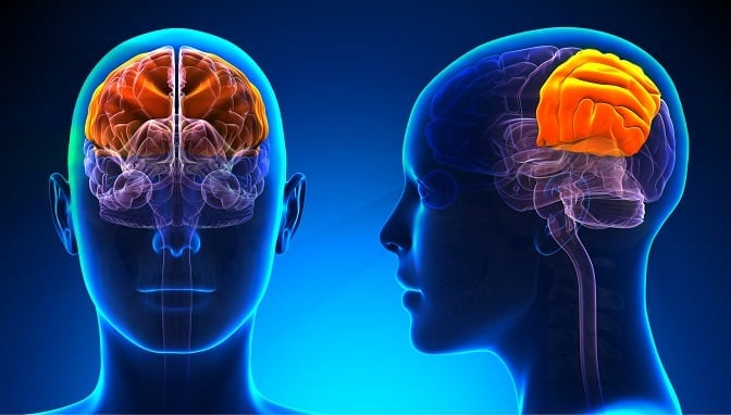 Main Function Of The Parietal Lobe