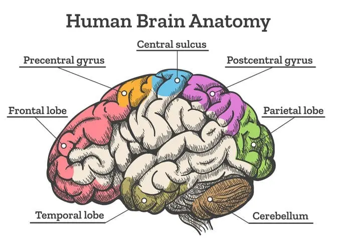 human brain anatomy