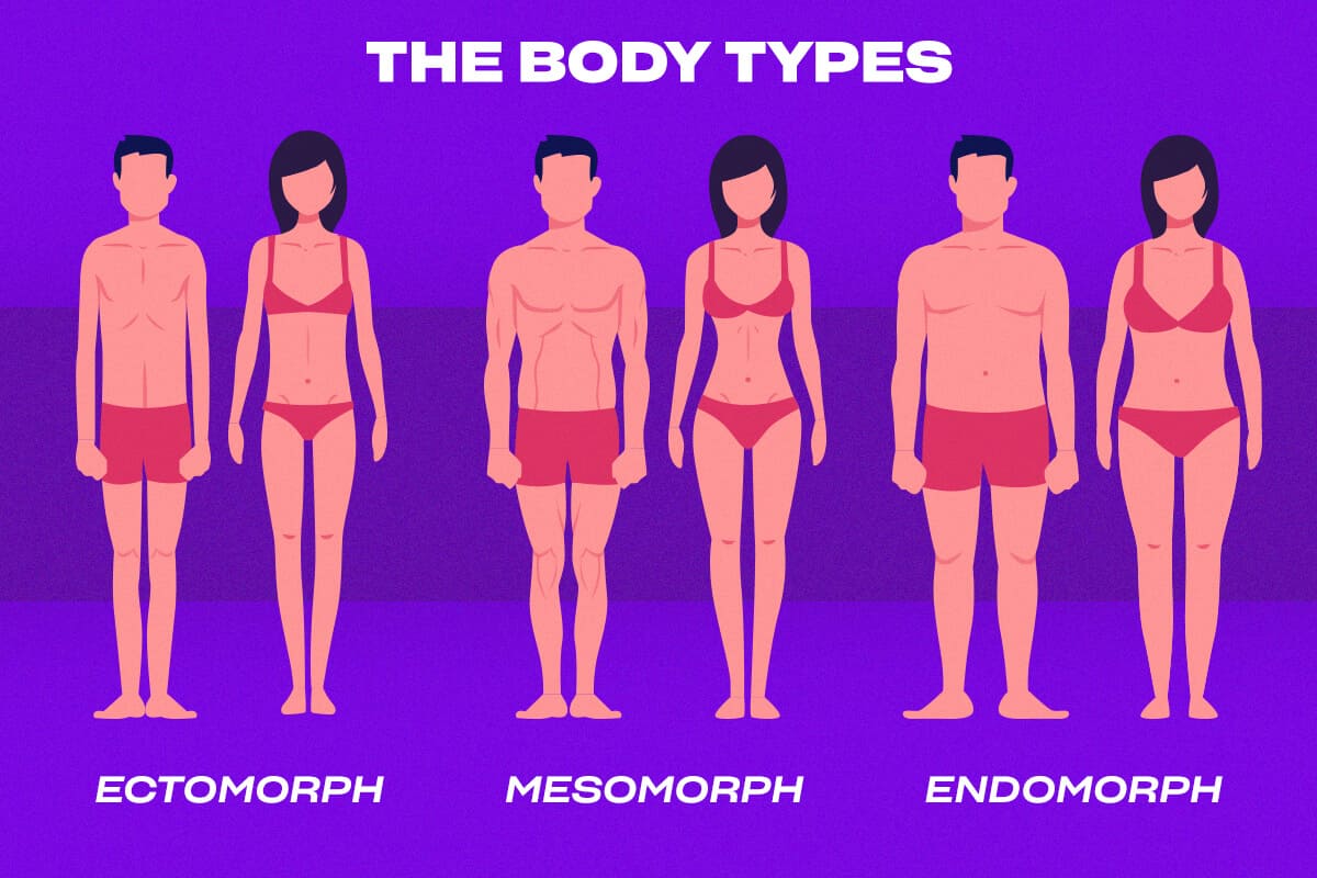 The three body types: ectomorph, mesomorph, endomorph