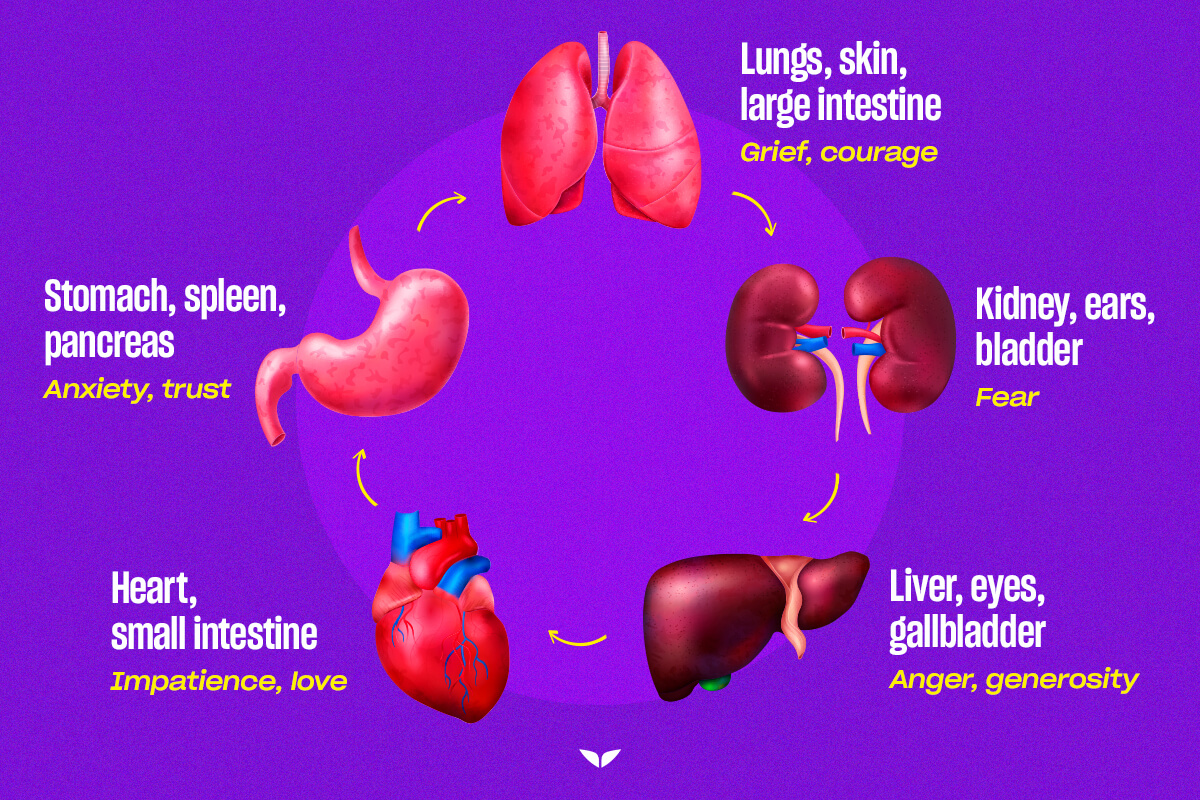 Organs and Emotions Chart How Your Body and Mind Are Connected