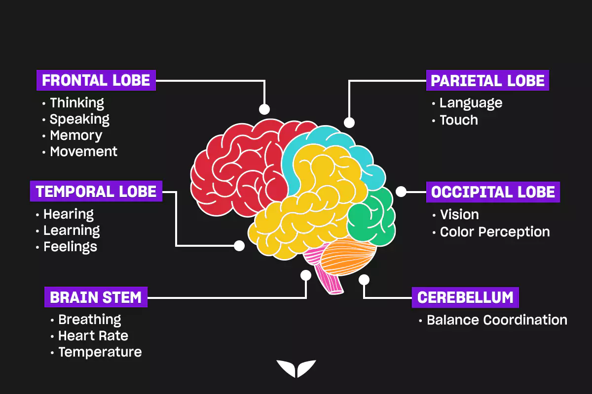 Graphic image of the brain regions