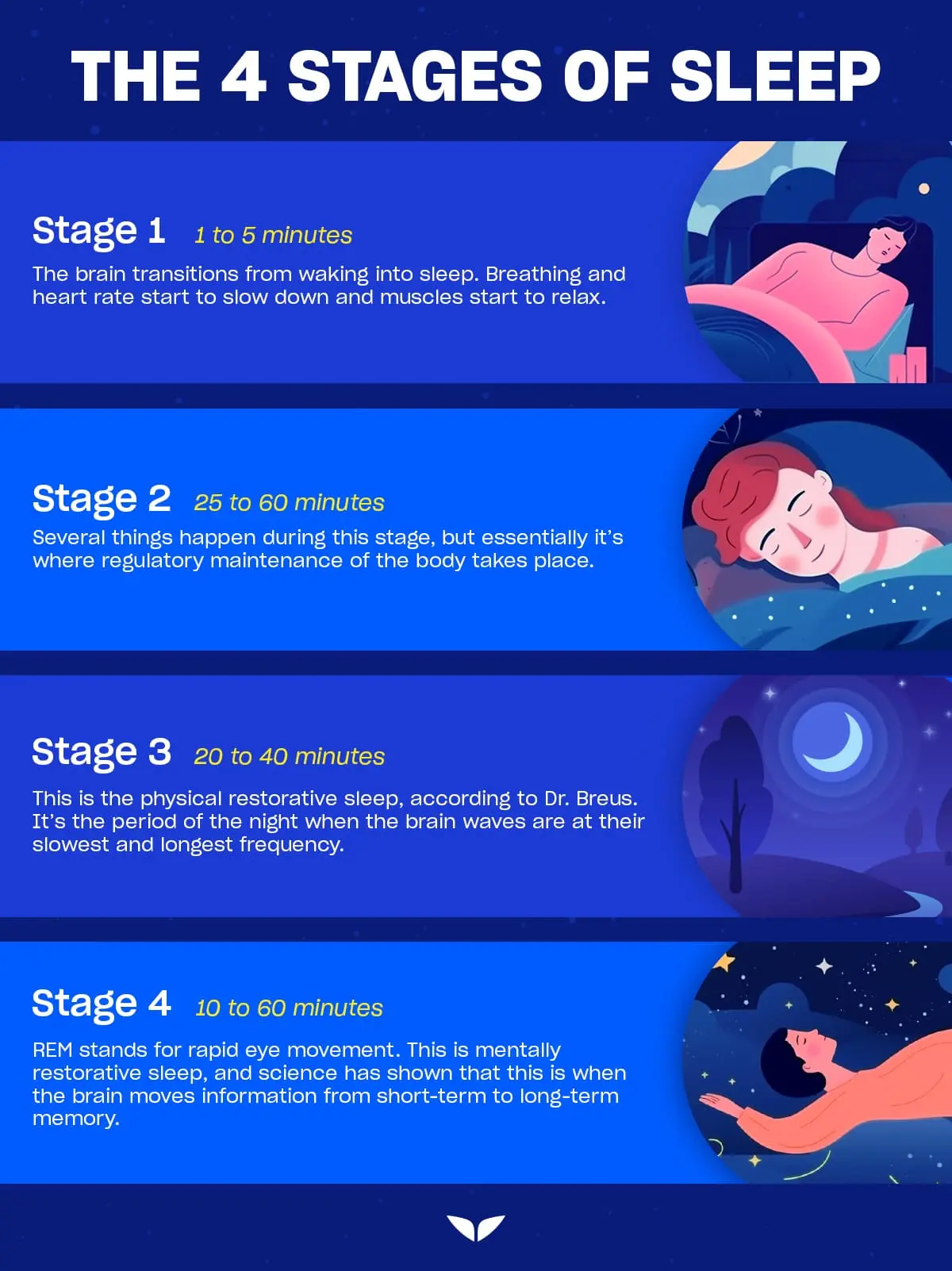 The four stages of sleep