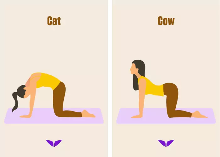 Cat-Cow瑜伽位置