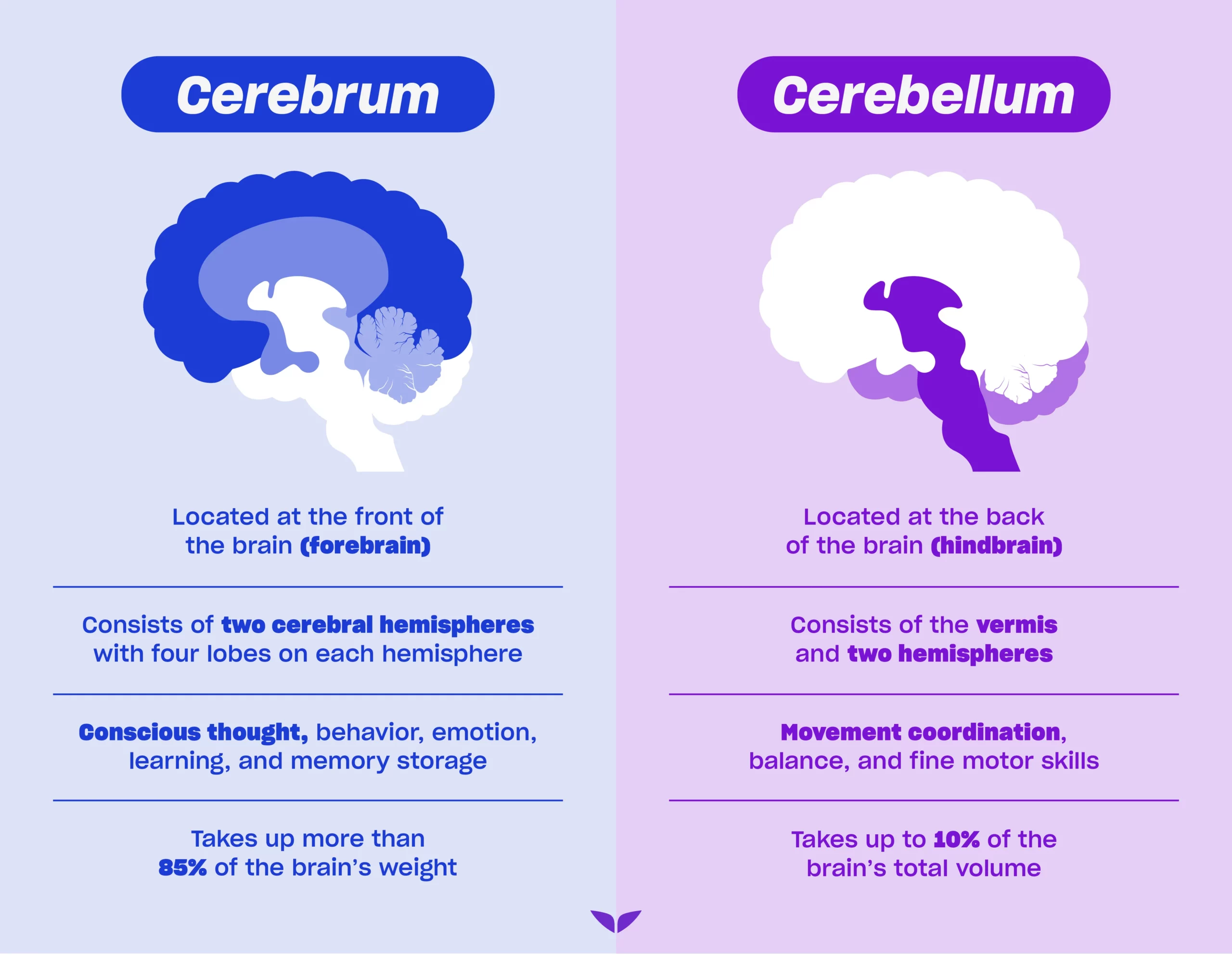 Differences between cerebrum vs. cerebellum