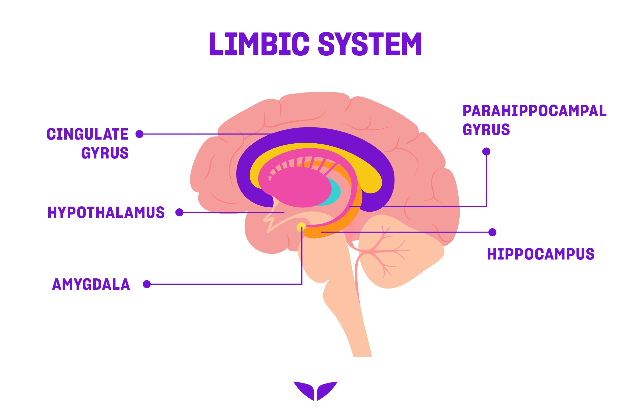The limbic system, showing the hypothalamus, hippocampus, amygdala, and limbic cortex (which includes the cingulate gyrus and parahippocampal gyrus).